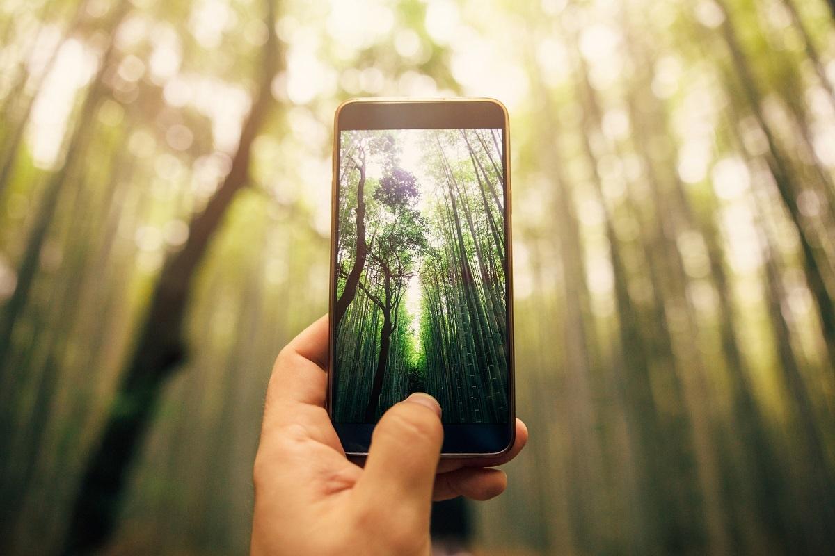 zdjęcie lasu wykonane telefonem